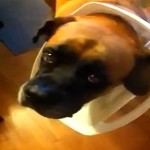 Tank-the-Guilty-English-Mastiff